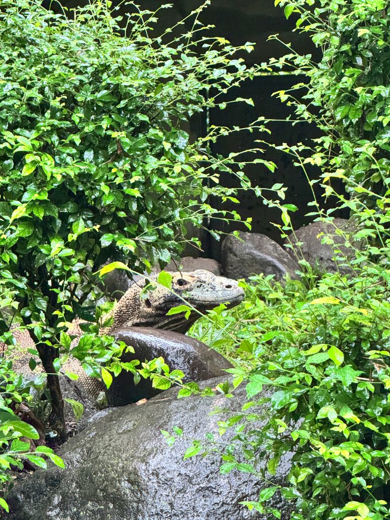 Zoo Bali Reptile Park, Bali, photo