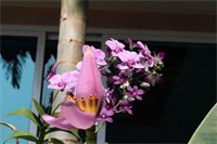 Фото Tan Kang Angkor Hotel