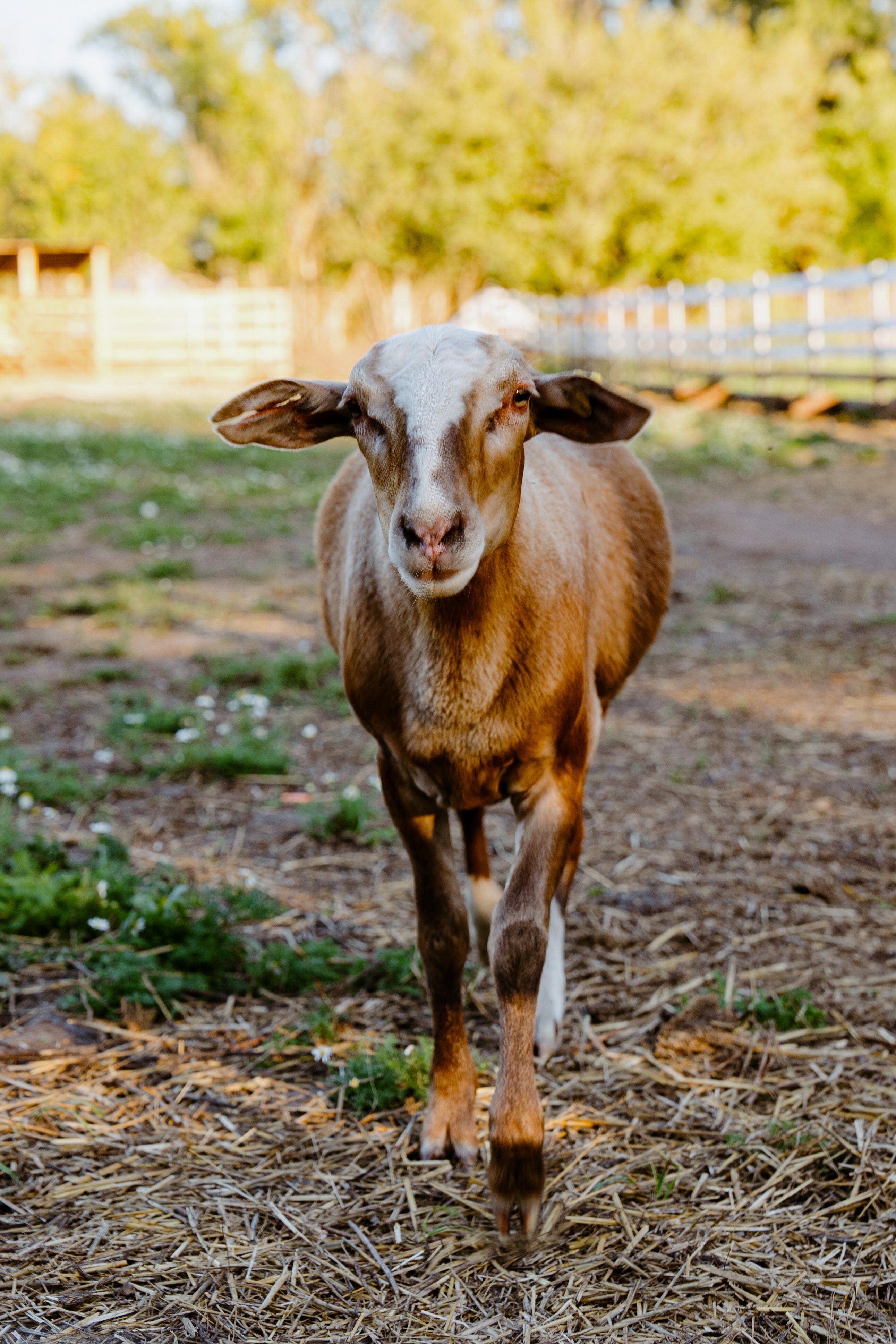 Фото Пара Альпак