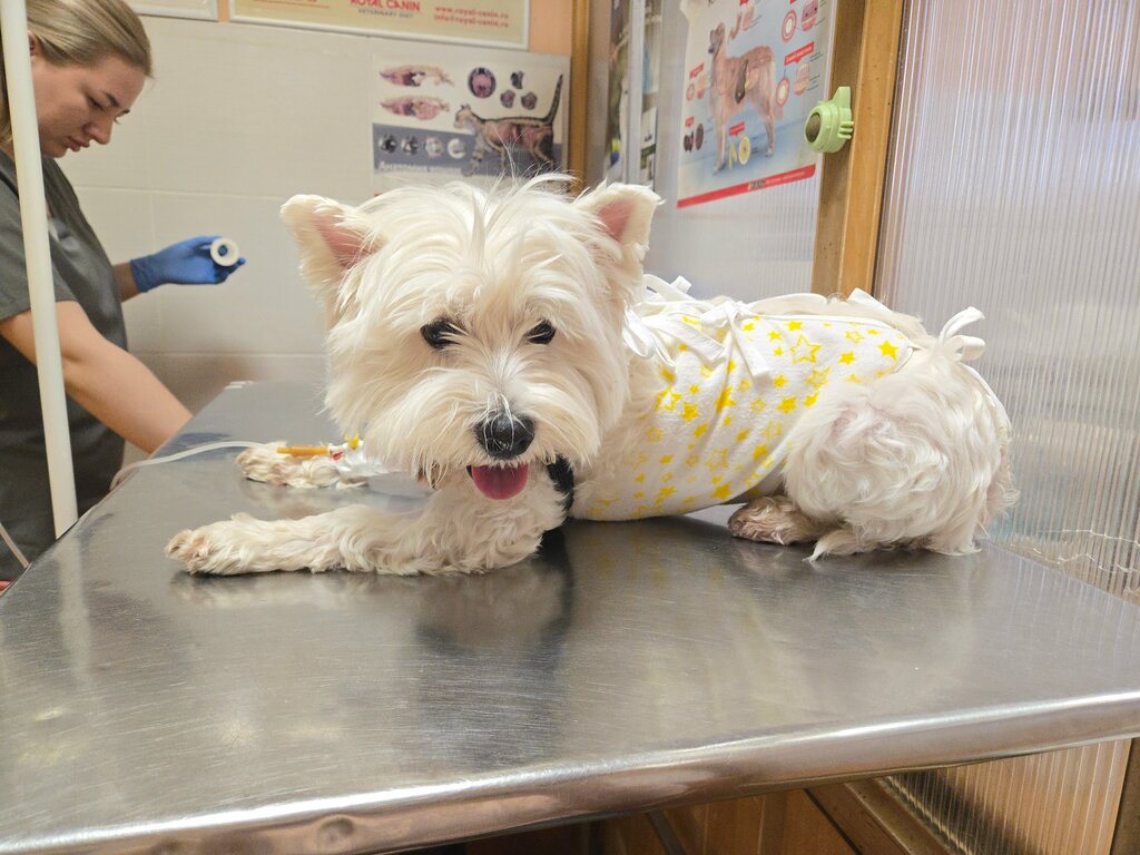 عيادة بيطرية Veterinary Medicine Center ، ، صورة