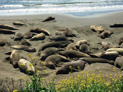 Гостиница Quality Inn near Hearst Castle в Сан-Симеоне