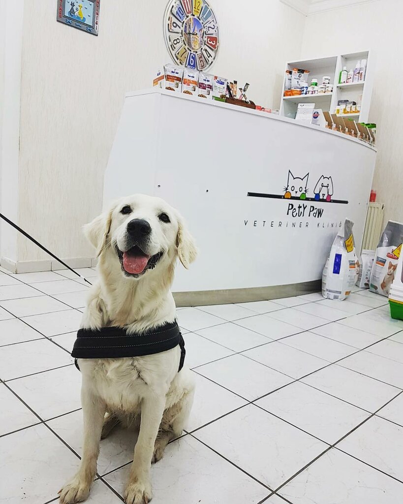Veterinary clinic Pety paw veteriner kliniği, Ankara, photo