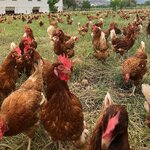 Ece Organic Egg (İzmir, Foça, Yenibağarası Mah., Bahçecik Mevkii Küme Evler, 35), egg and poultry meat