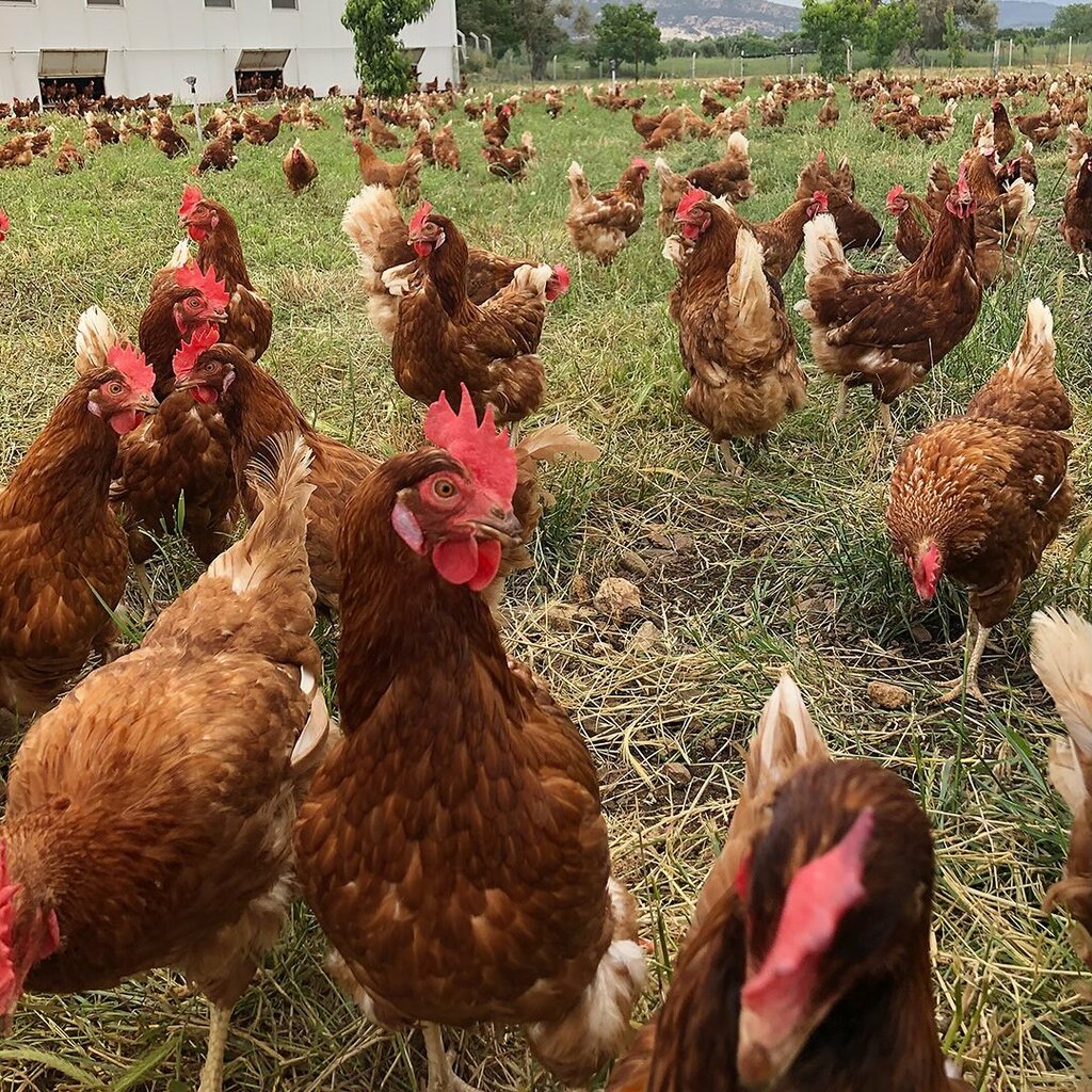 Egg and poultry meat Ece Organic Egg, Foca, photo