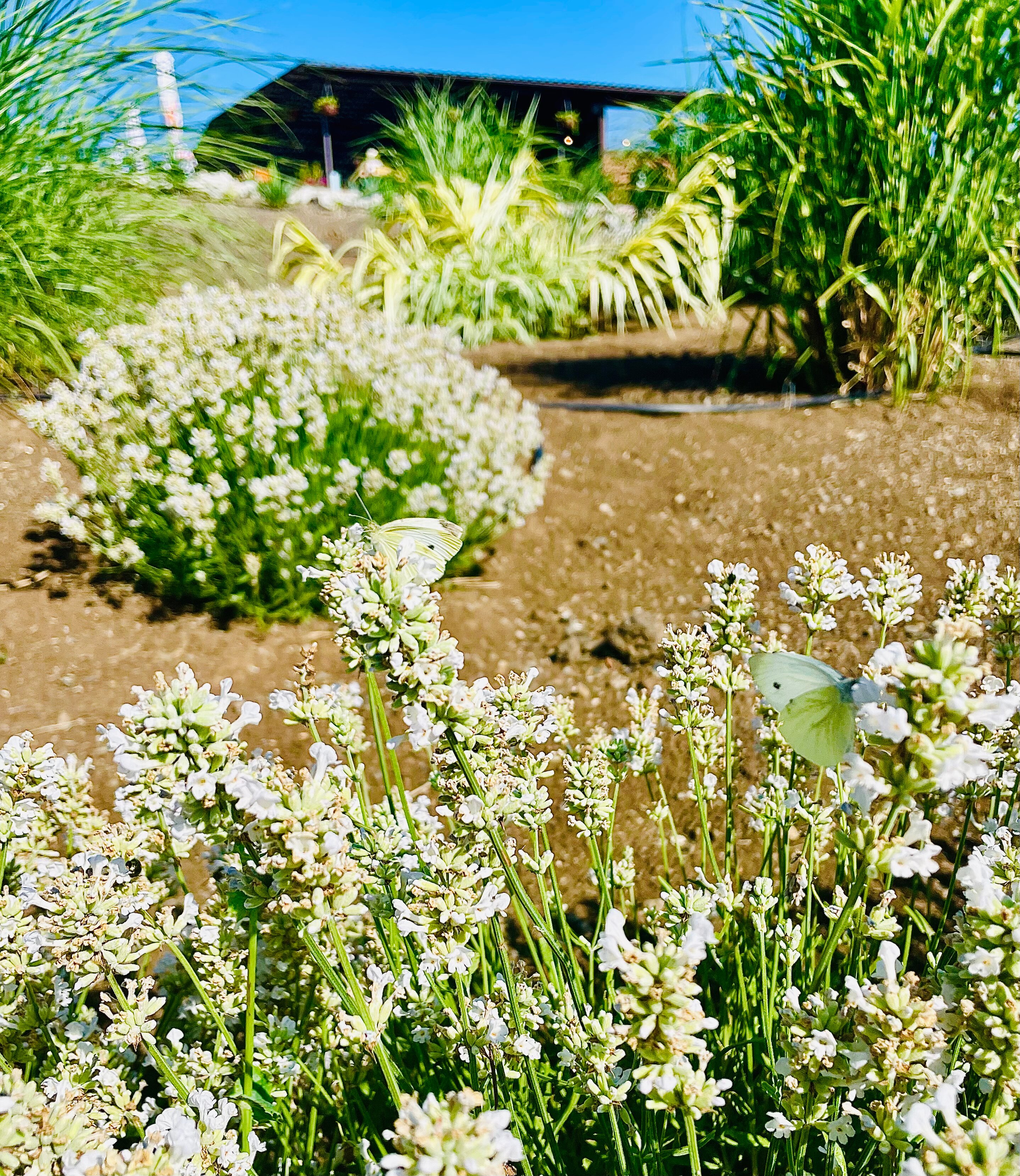 Фото Видовой