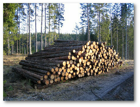 Lumber Eygi Forest Products, Manisa, photo