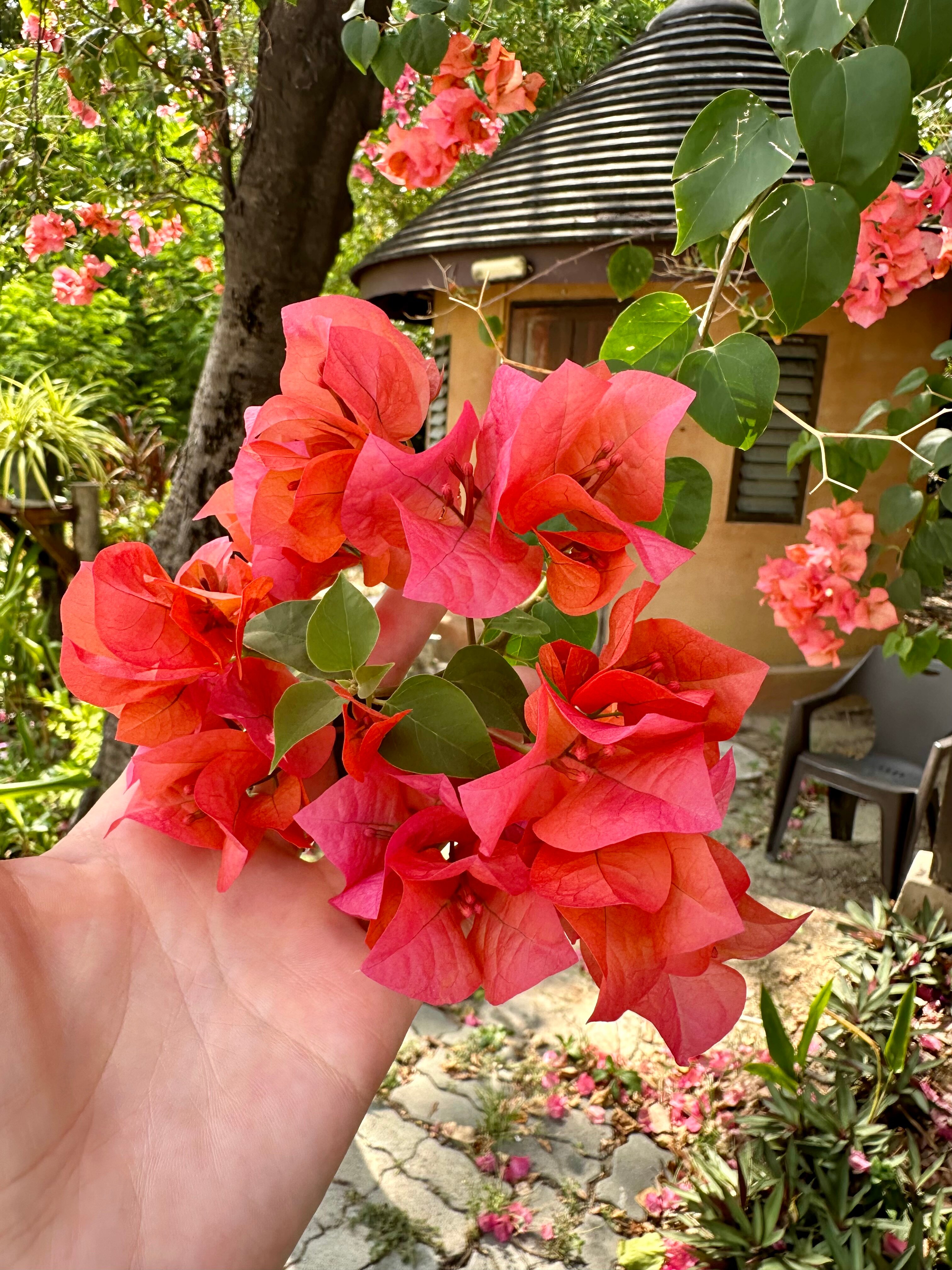 Фото Botany Beach Resort