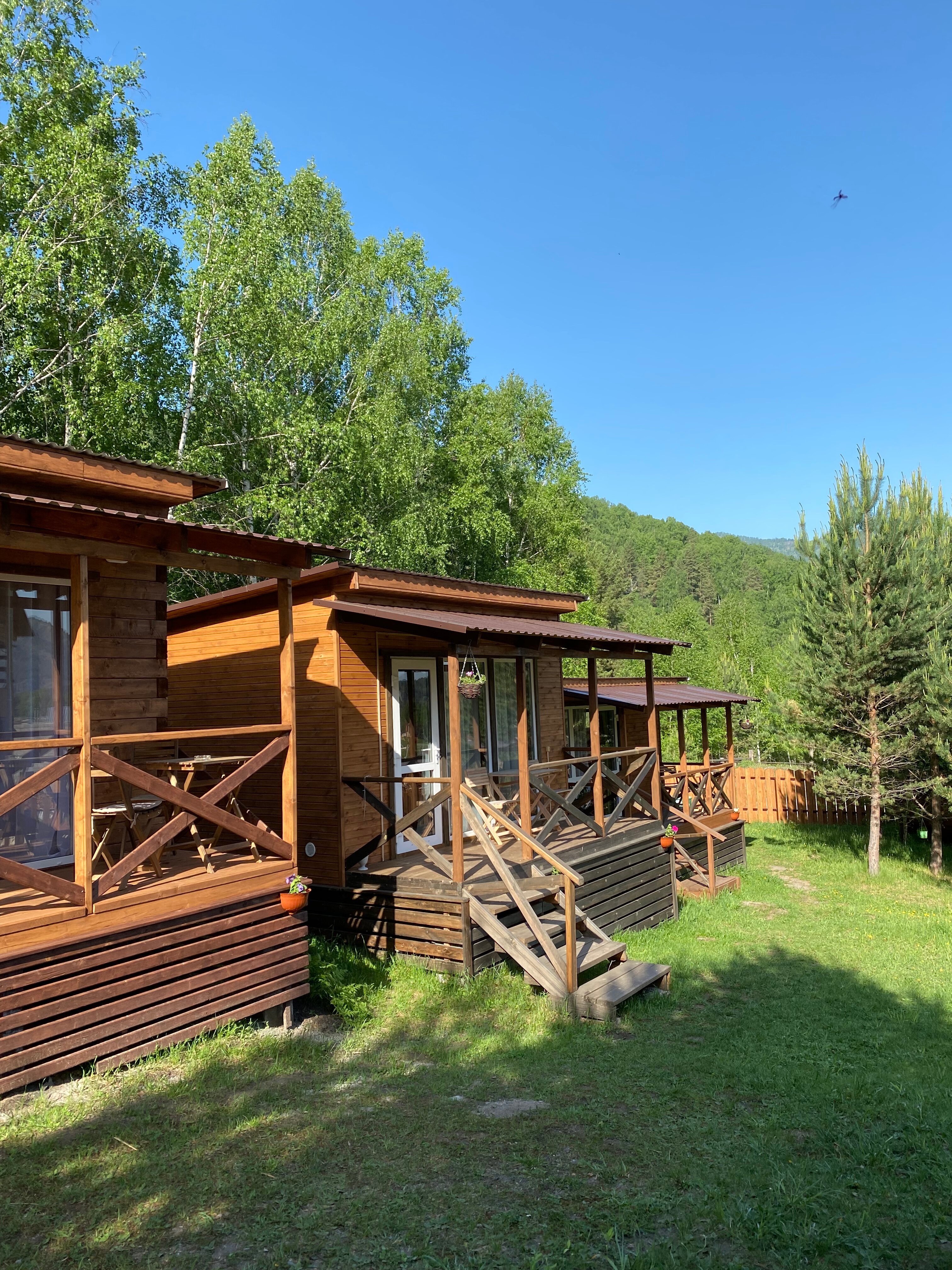 Фото Шишкин лес