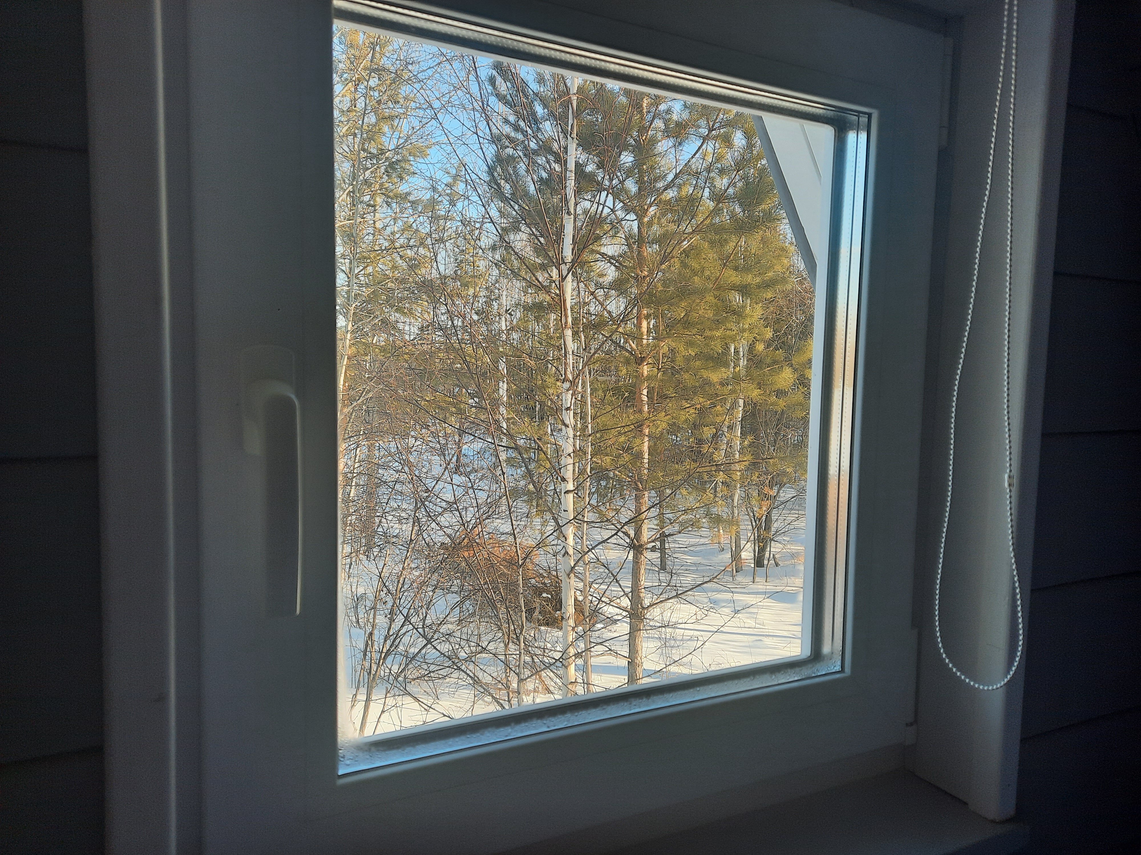 Фото Свобода леса