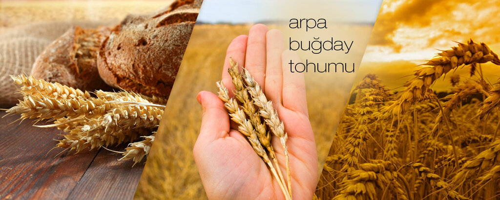 Breeding and seed production Oz Urgan Seed Production, Konya, photo