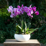 Moyses Stevens (Al Quoz Industrial 2, Al Quoz Industrial, Hadaeq Mohammed Bin Rashid, Dubai), flowers and bouquets delivery