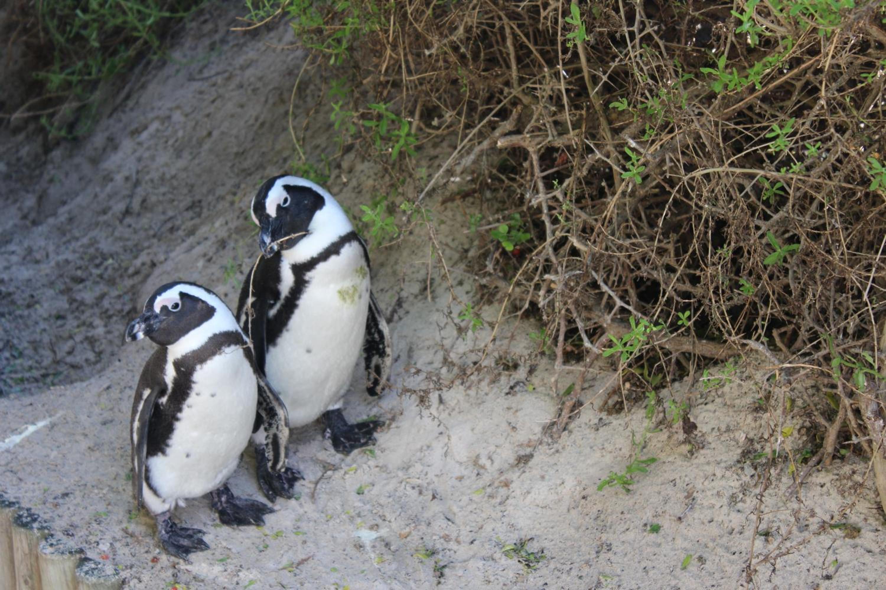 Фото Boulders Beach House