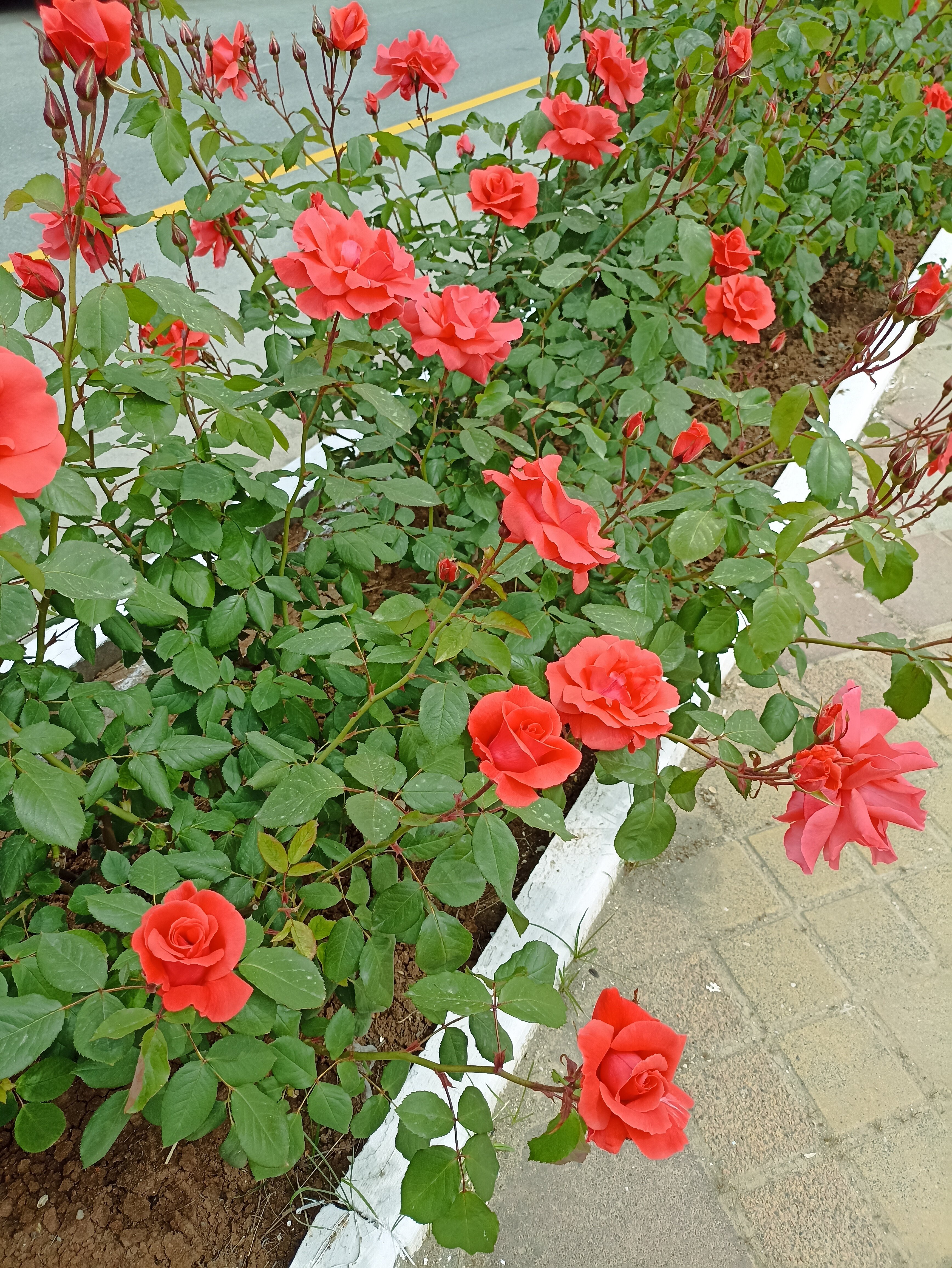 Фото Алушта на ладони