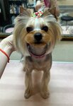 Dog Style (ulitsa Bokhnyaka, 18) ، صالون حيوانات أليفة