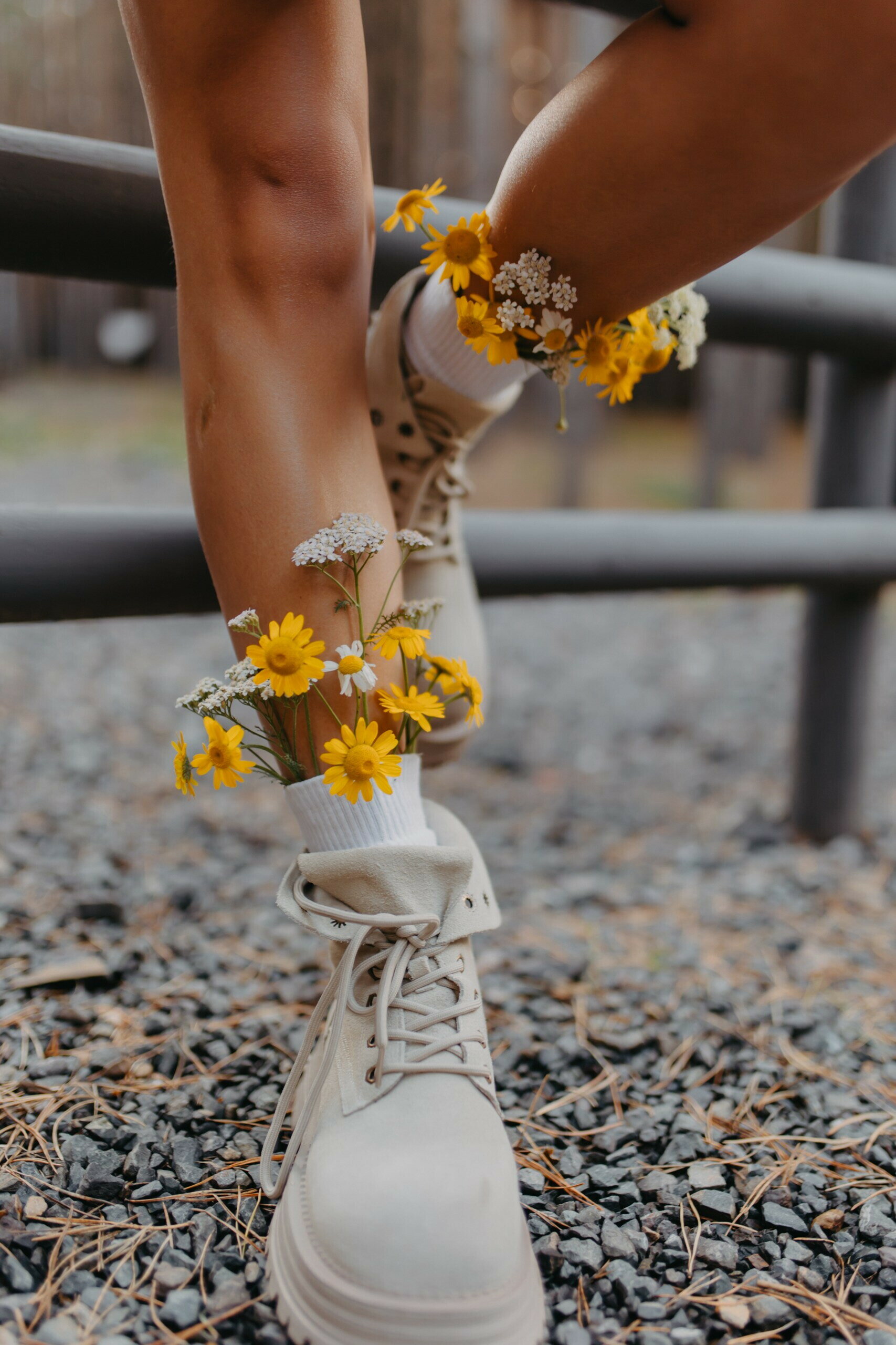 Фото Место под соснами