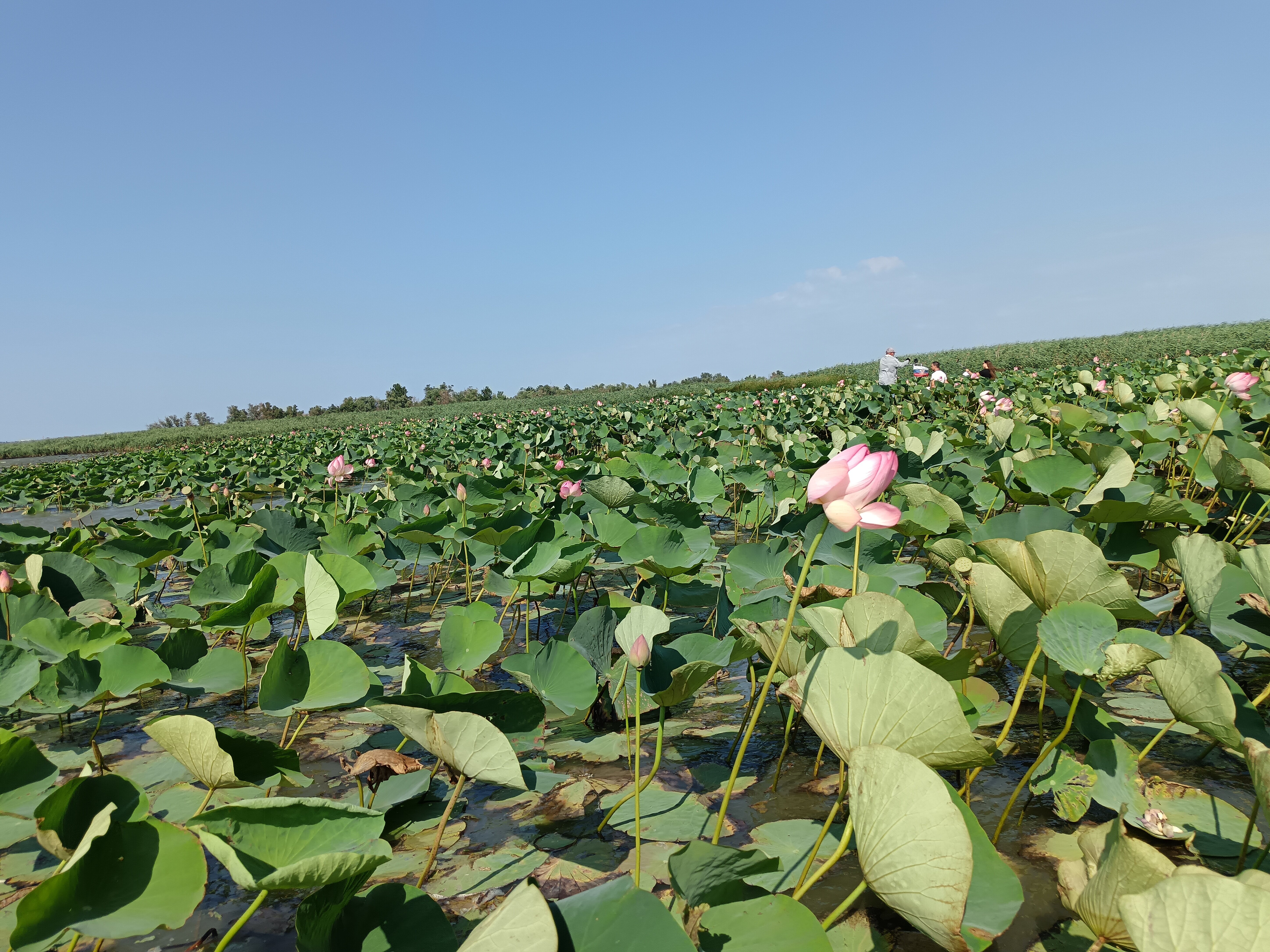 Фото Лазурный