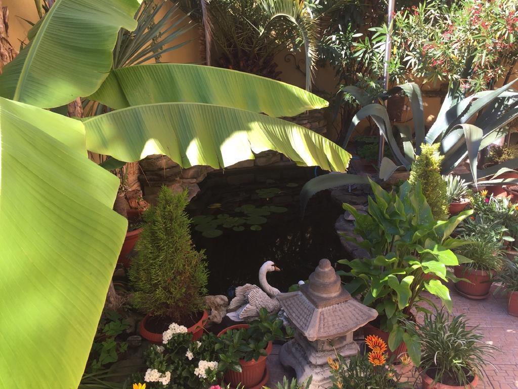 Фото Адениум 585