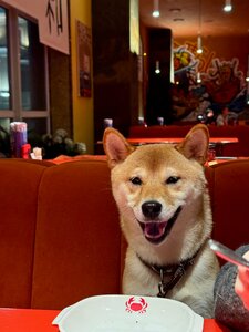 Сиба Ину (Нижний Новгород, Большая Печёрская ул., 26), кафе в Нижнем Новгороде