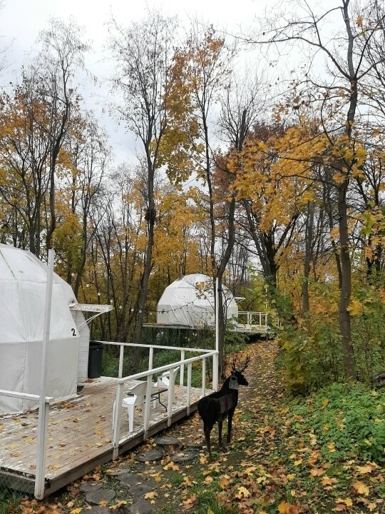 Фото Клевер