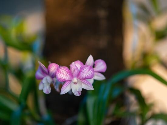 Фото Phka Kravan Boutique