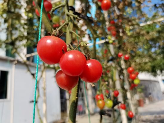 Фото Shenzhen Shanghai Hotel