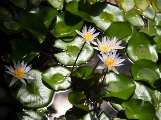 Фото The Hideaway Pariya Haad Yuan Ko Pha-ngan