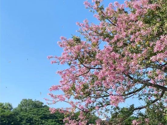 Фото 227723213814