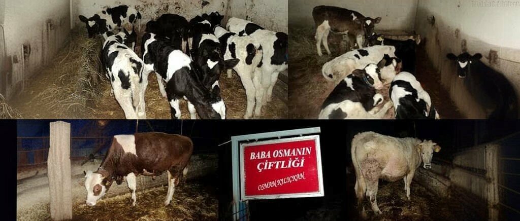 Cafe Kilic Home, Karapurcek, photo