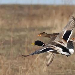 Фото Марисоль