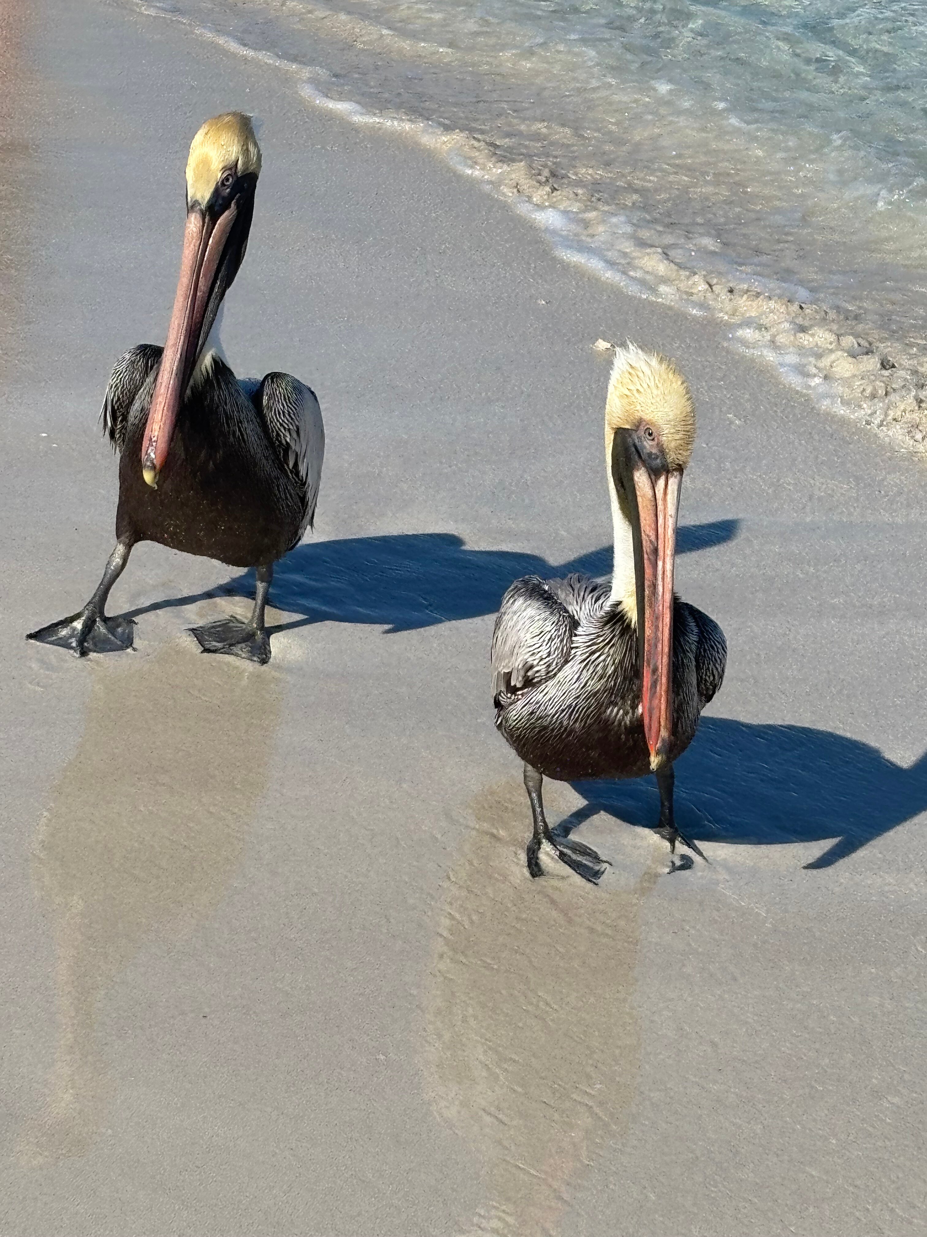 Фото Barcelo Solymar