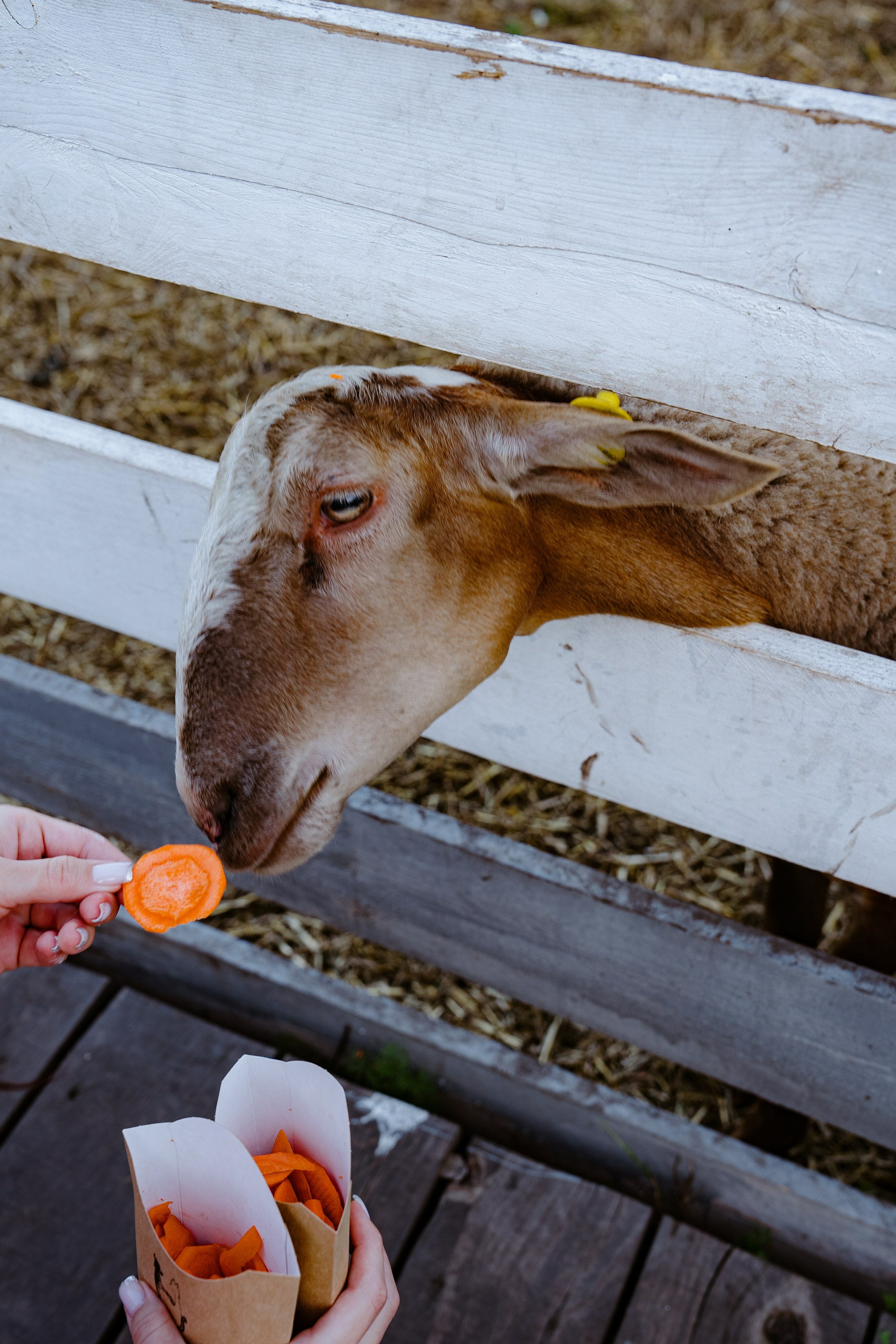 Фото Пара Альпак