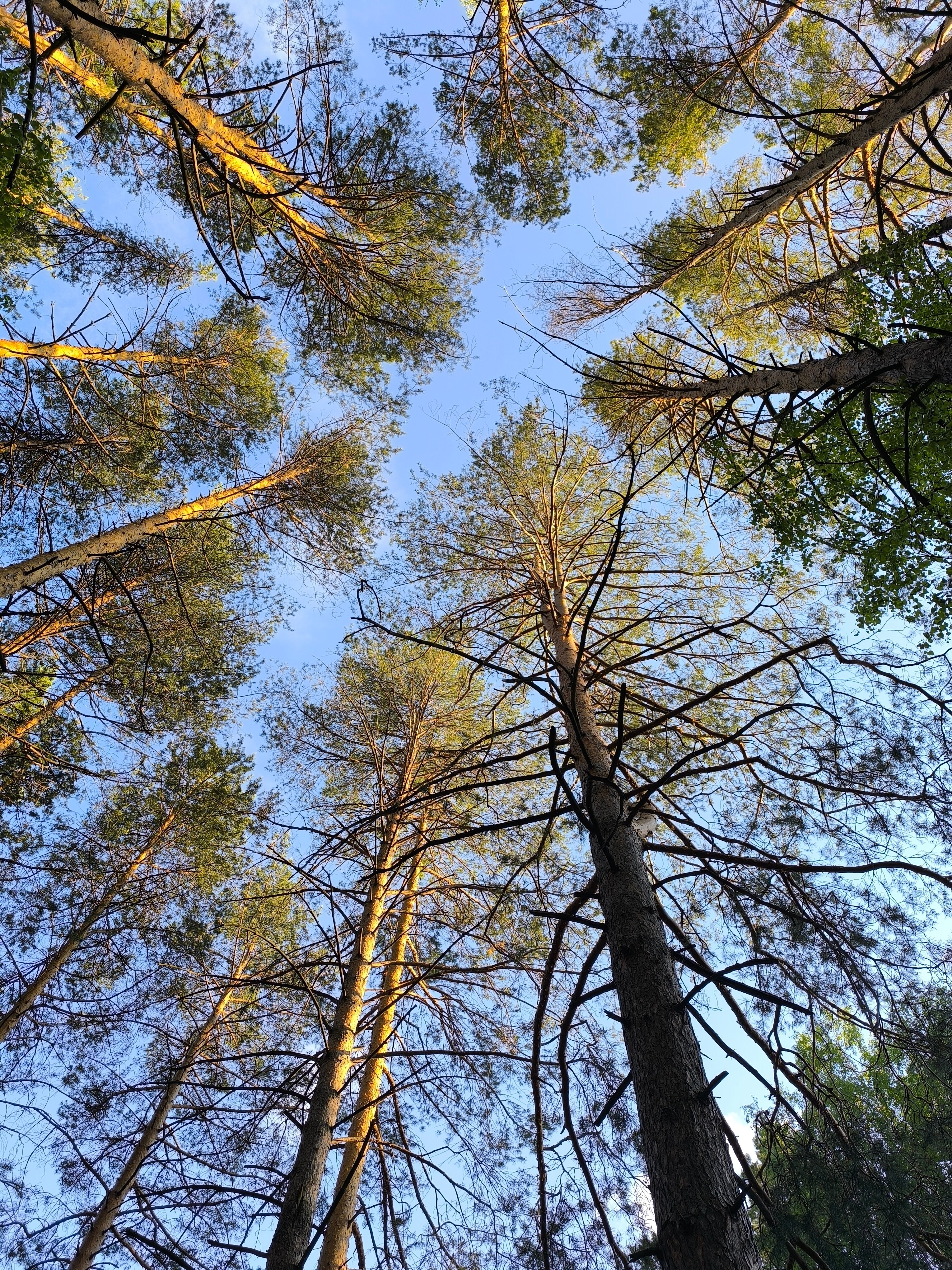 Фото Сосновый бор