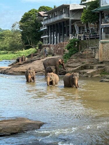 Внешний вид отеля Hotel Elephant Bay в Пиннавале, фото 2