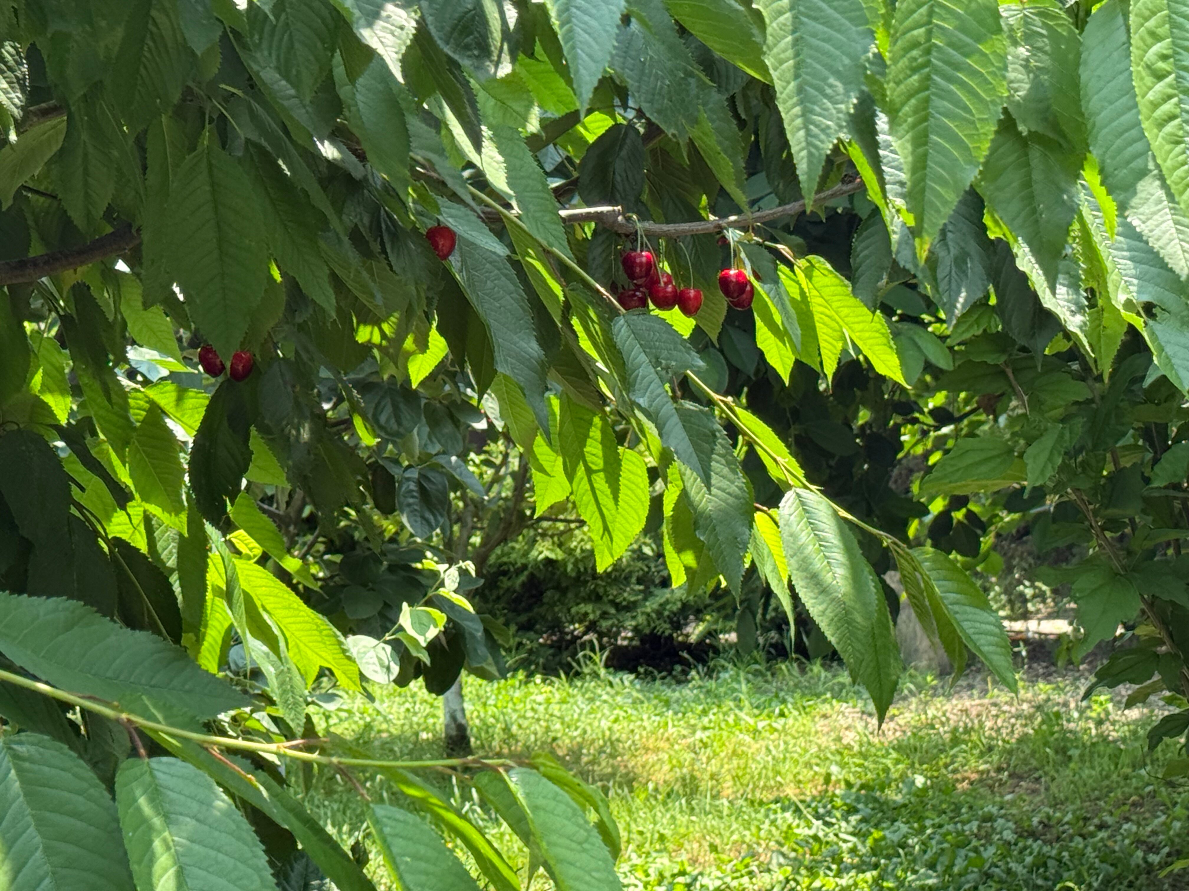 Фото Green House