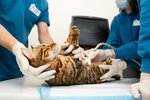 КотоПёс (Sovetskaya ulitsa, 16с1), veterinary clinic