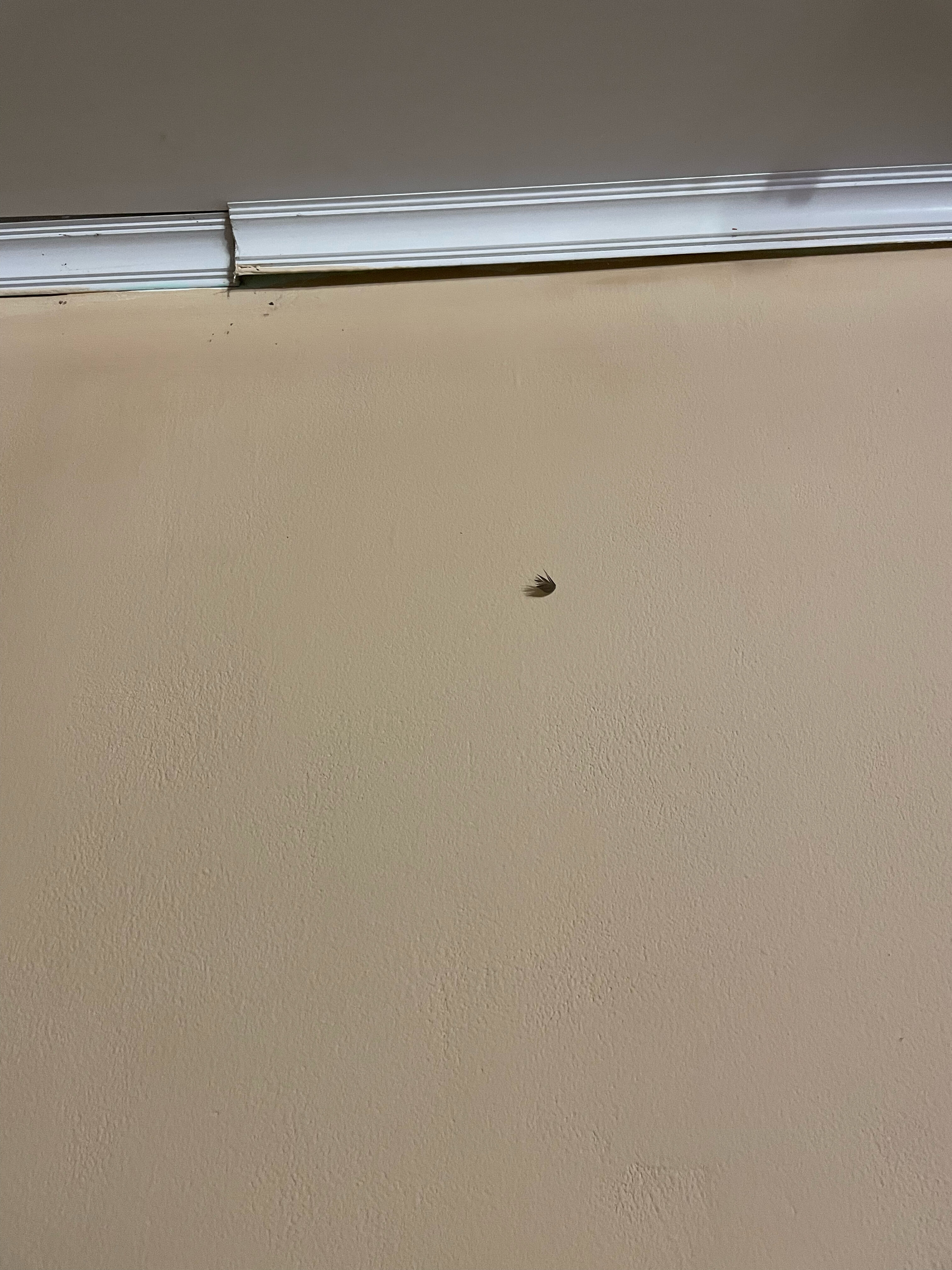 Фото Фиолентовский