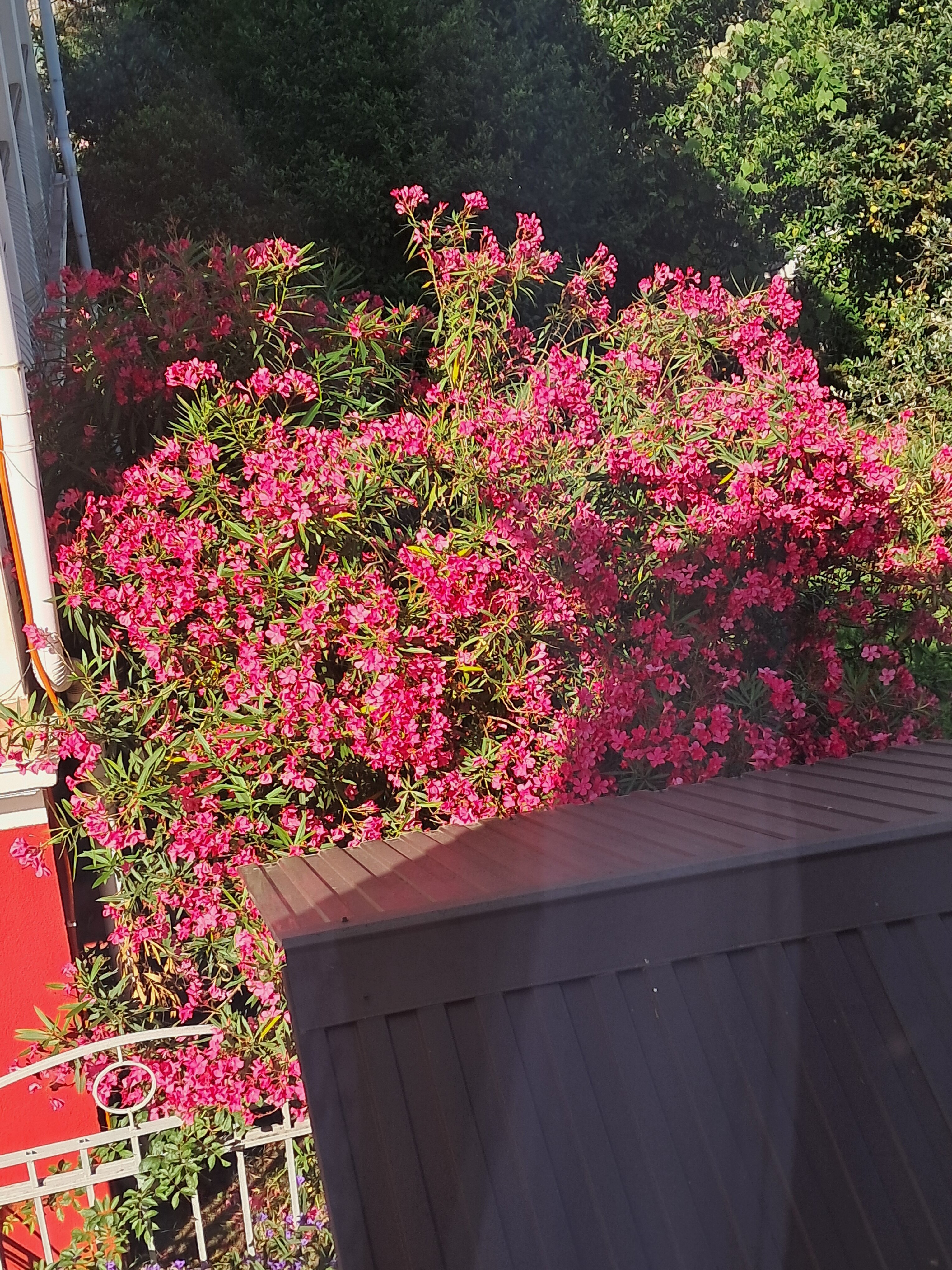 Фото Бестужеский дворик