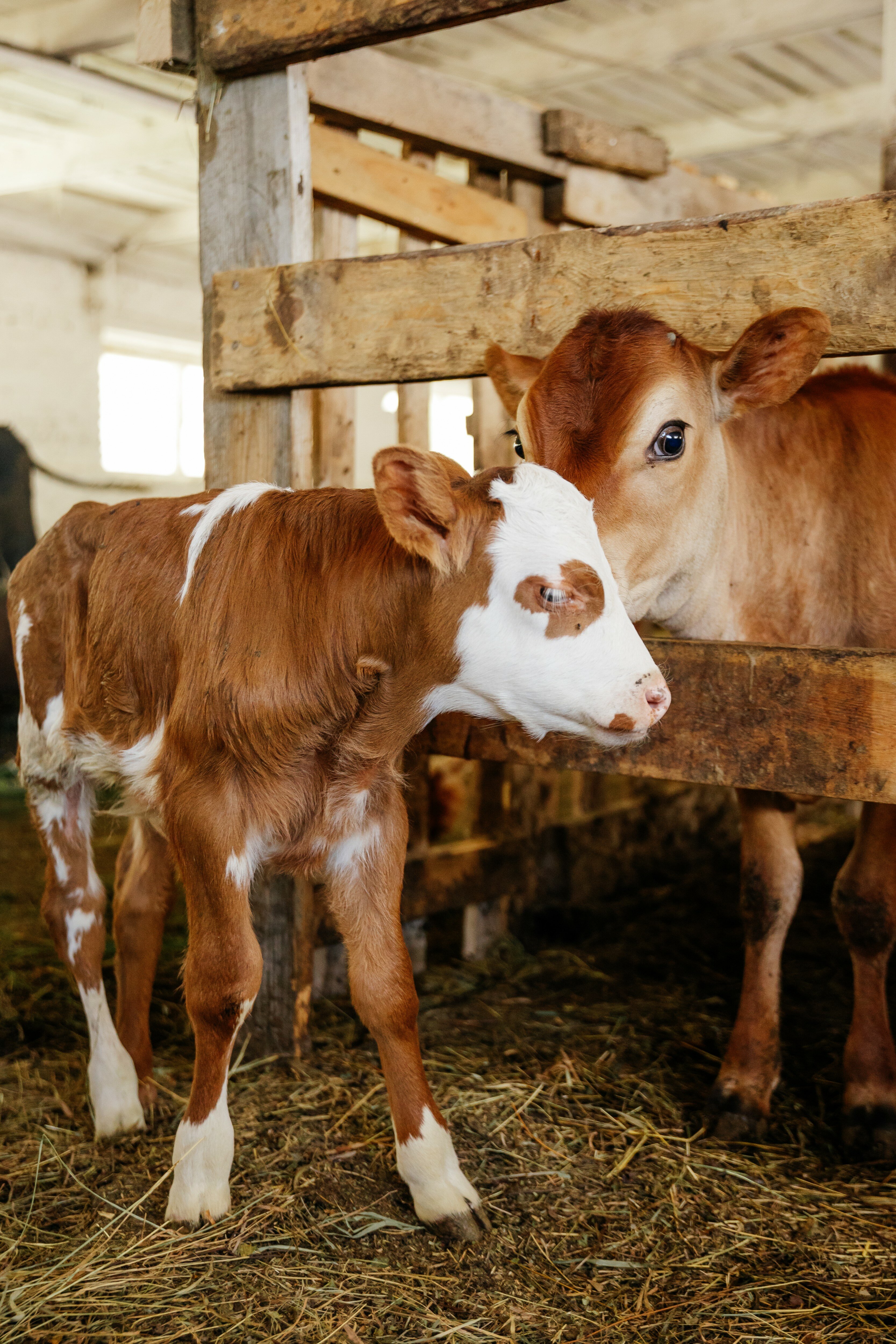 Фото Кавказский Целитель