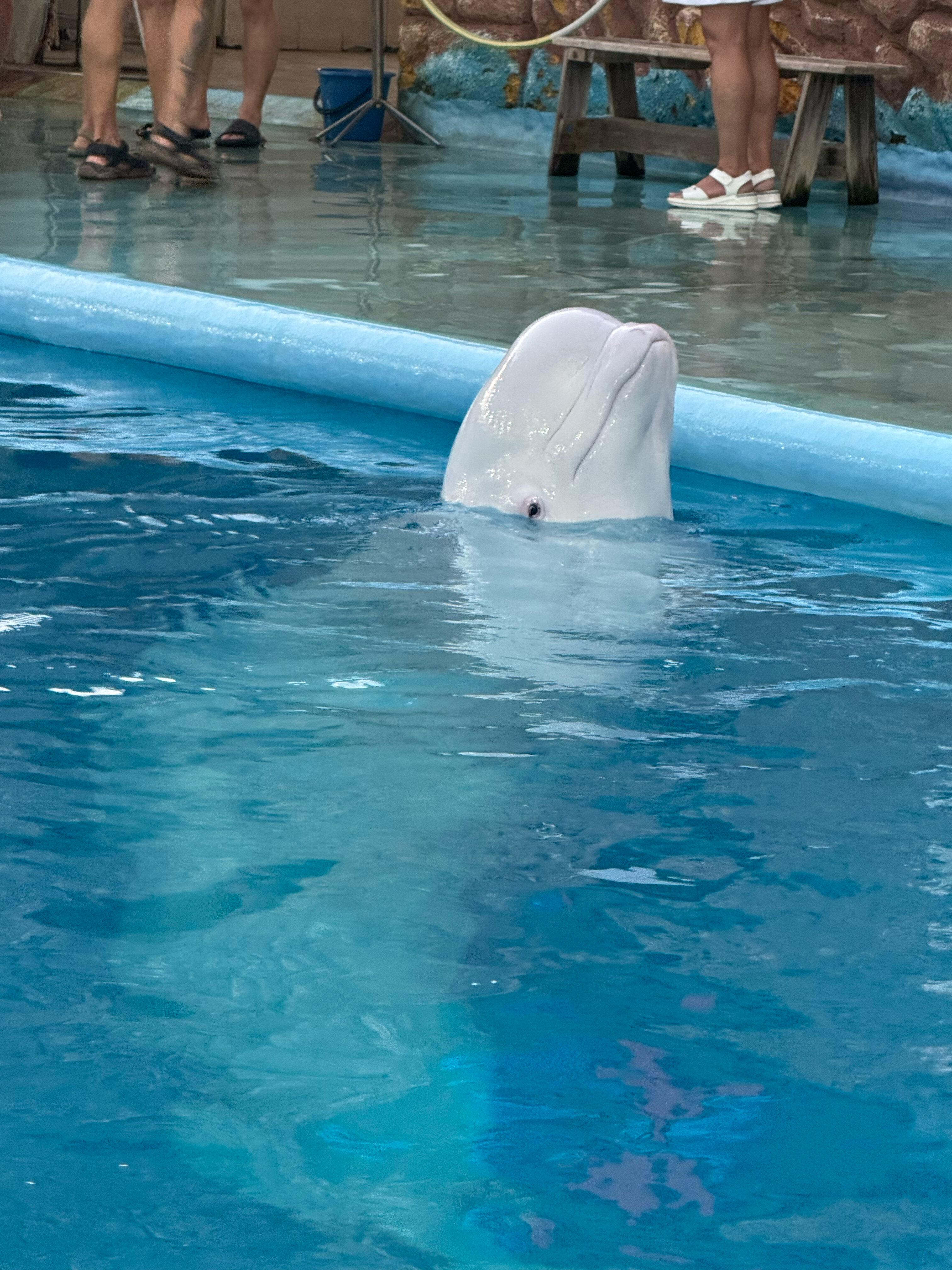 Фото Дельфин