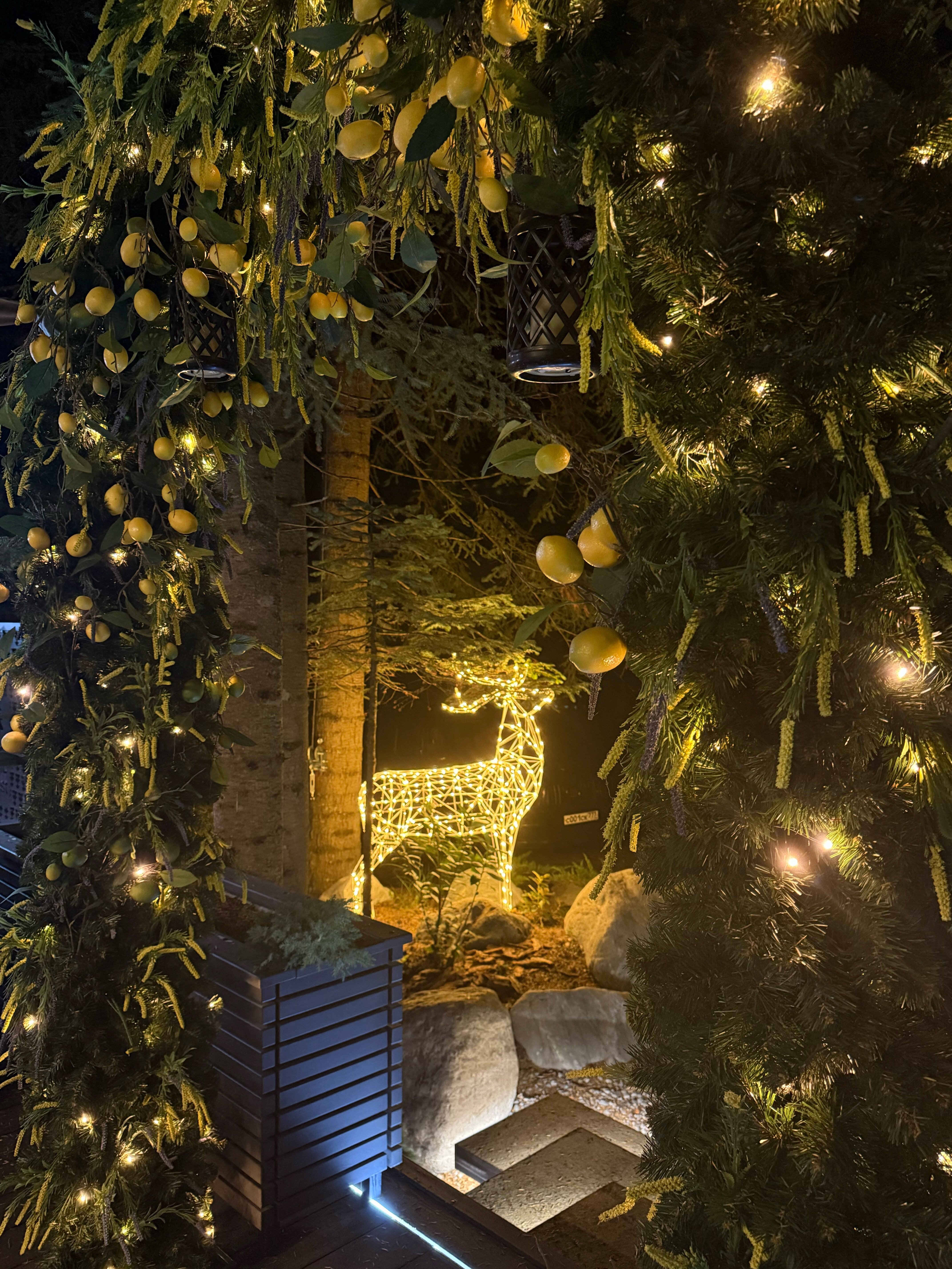 Фото Magic Forest