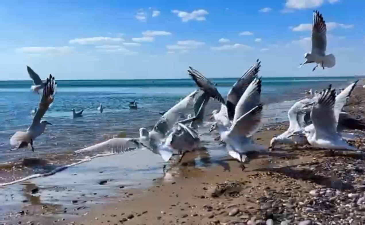 Фото Малибу