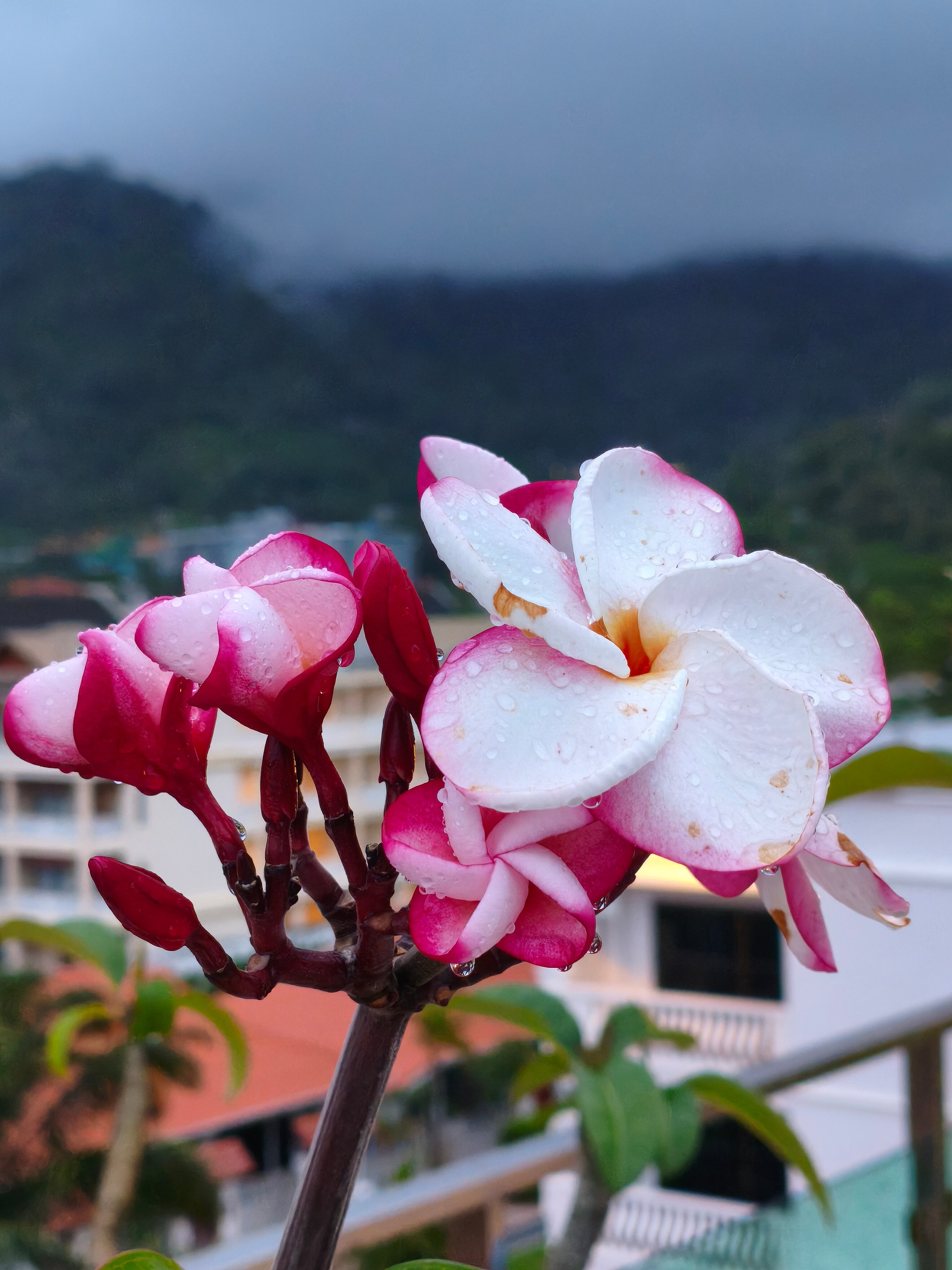 Фото Baumancasa Beach Resort