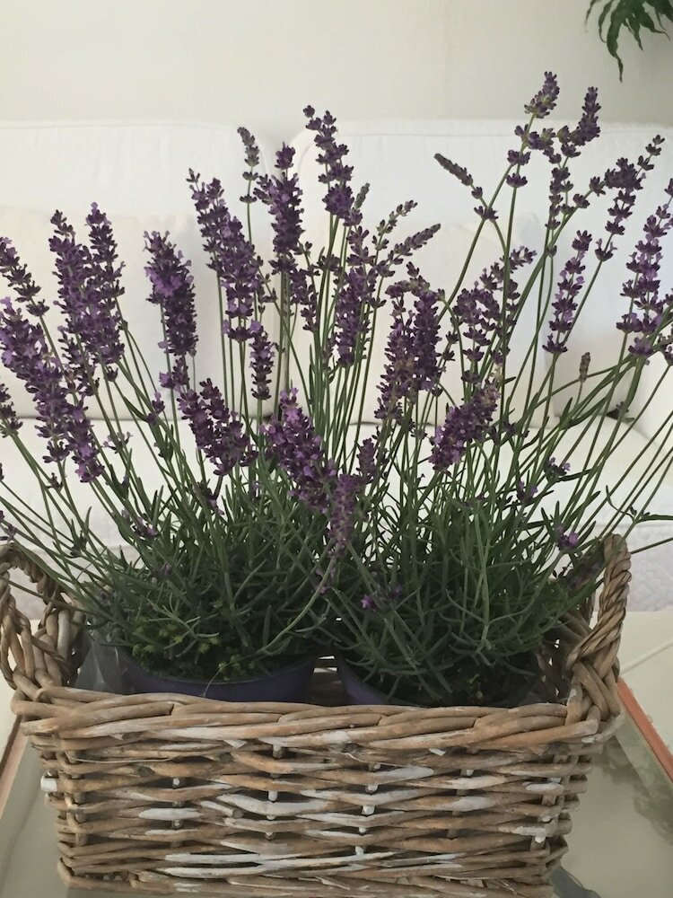 Фото Relais Fenicottero Rosa