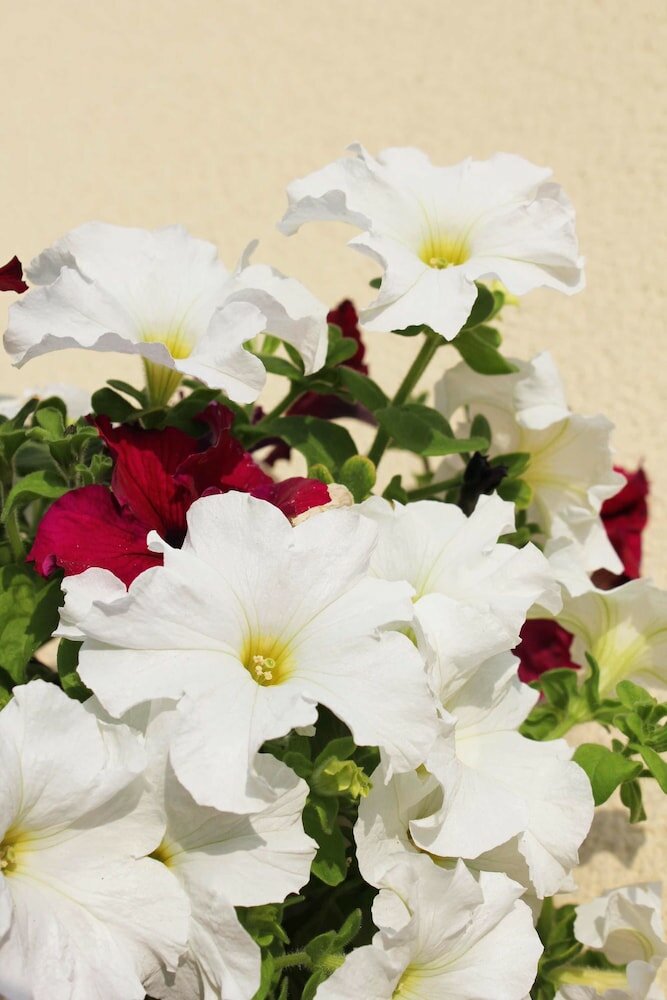 Фото Brentwood Guest House Hotel