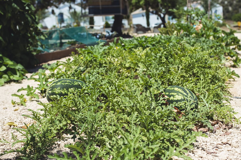 Фото Latchi Escape Hotel & Suites