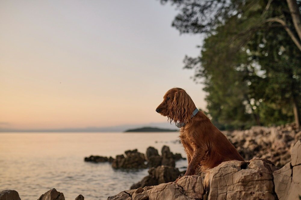 Фото Malinska Green Apartments