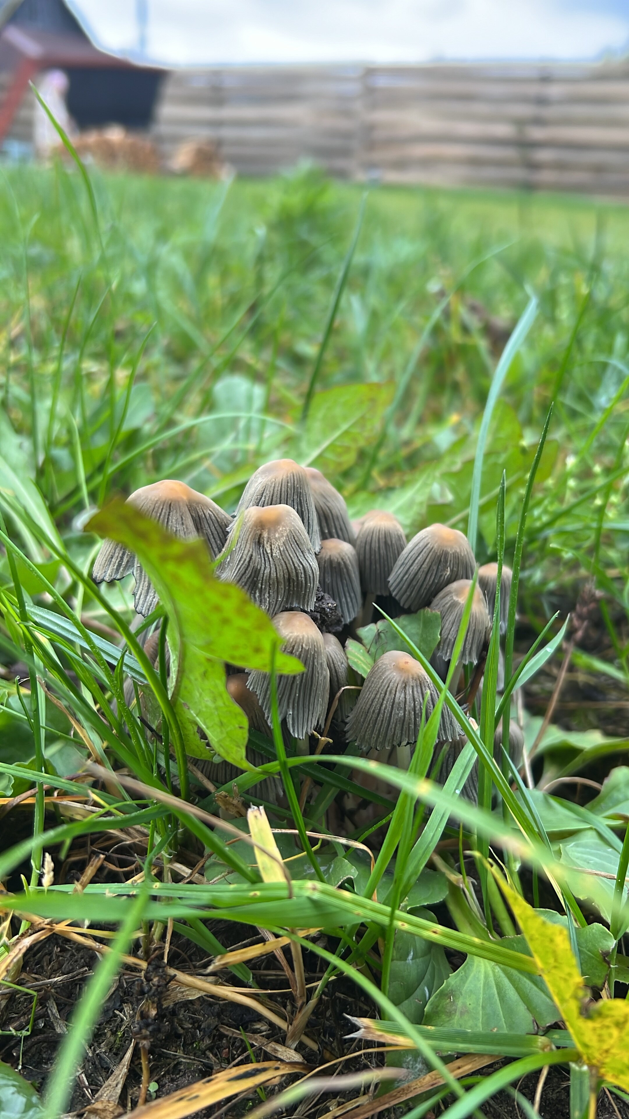 Фото A_gorky_house