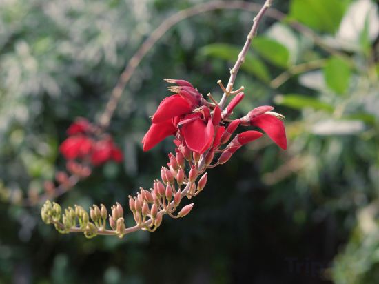 Фото Reveal Angkor Hotel