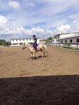 Феникс (Pervomayka Hamlet, Klubnaya Street, 4/1), horse riding