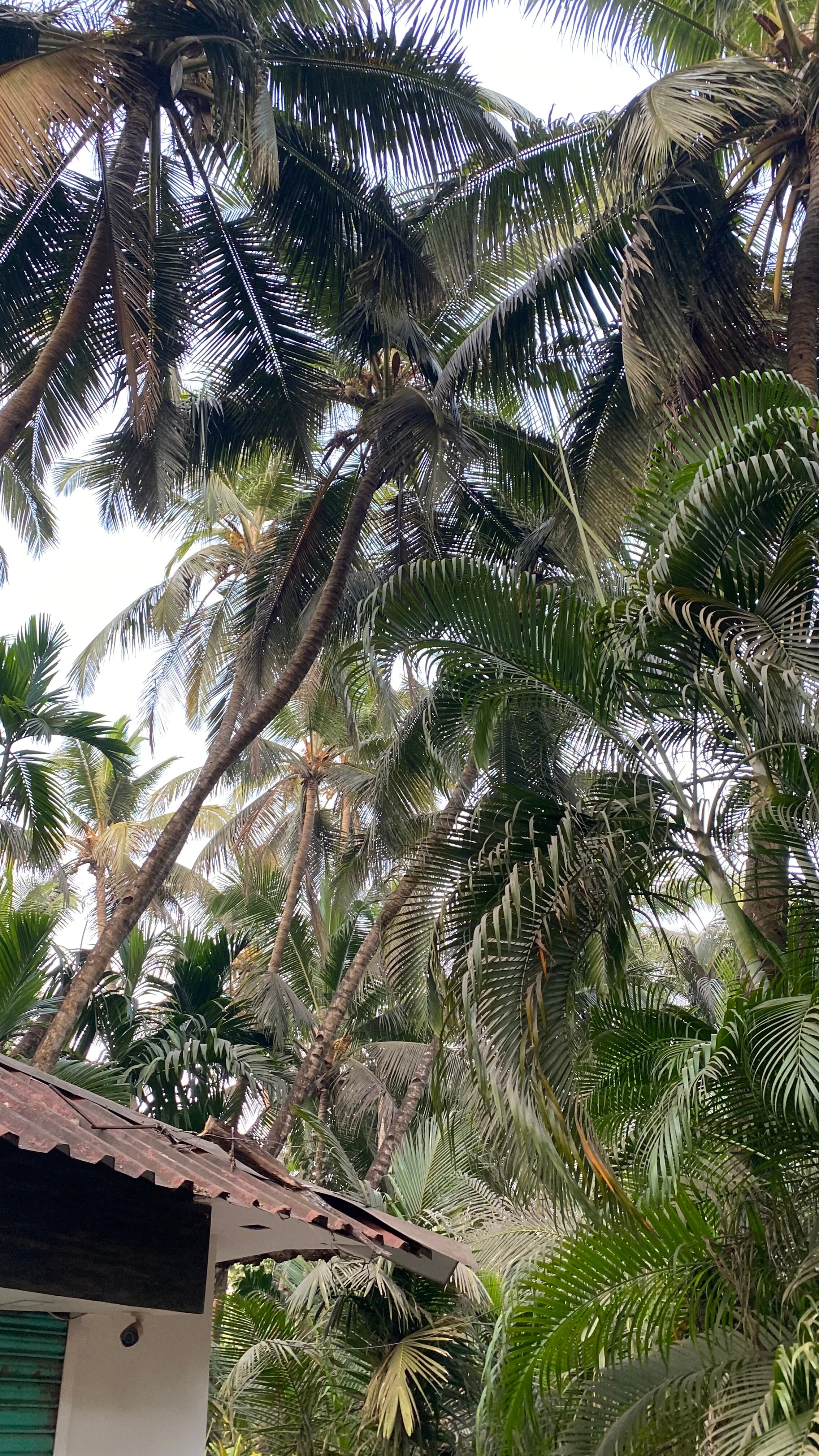 Фото Oyo 5583 Alagoa Resort